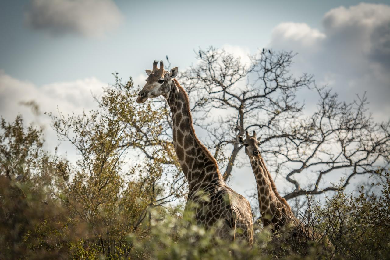 Garonga Safari Villa Makalali Game Reserve Bagian luar foto