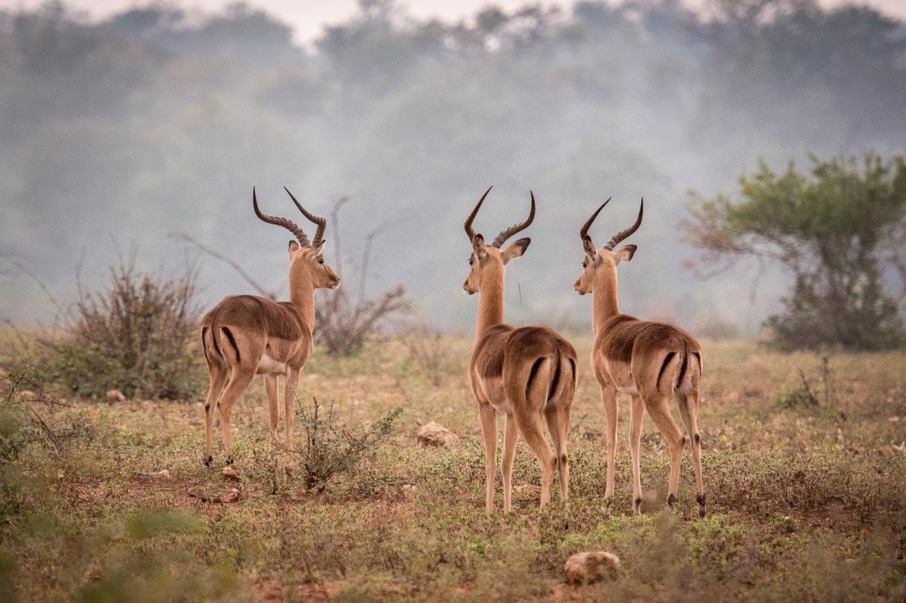 Garonga Safari Villa Makalali Game Reserve Bagian luar foto