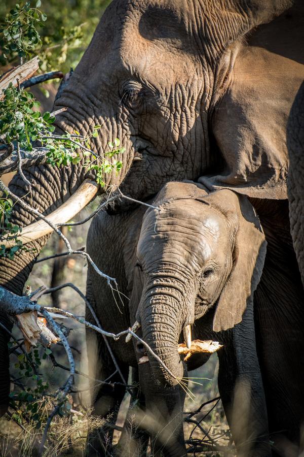 Garonga Safari Villa Makalali Game Reserve Bagian luar foto