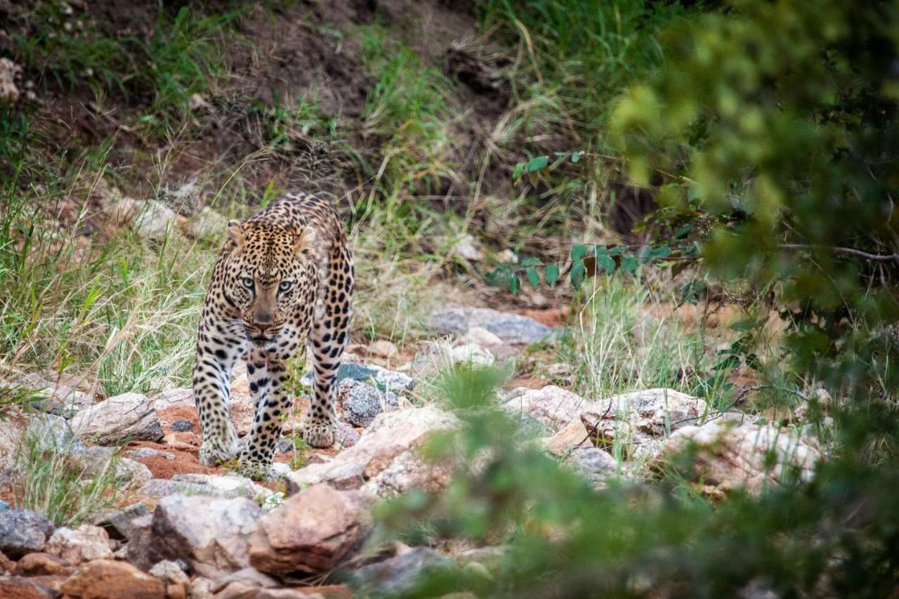 Garonga Safari Villa Makalali Game Reserve Bagian luar foto