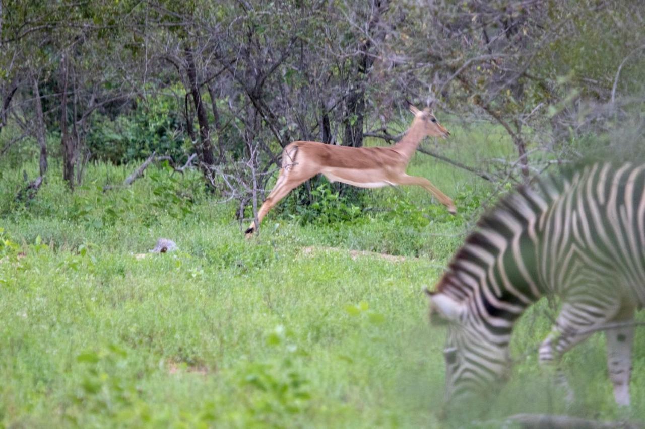 Garonga Safari Villa Makalali Game Reserve Bagian luar foto