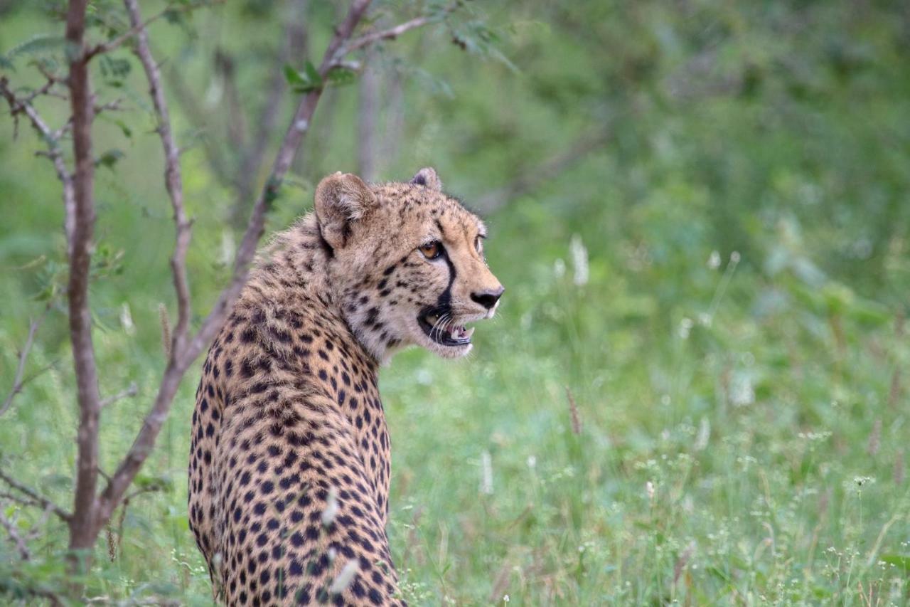 Garonga Safari Villa Makalali Game Reserve Bagian luar foto
