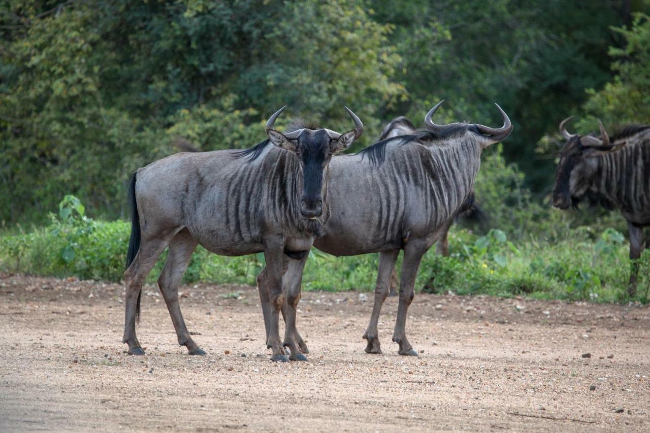 Garonga Safari Villa Makalali Game Reserve Bagian luar foto