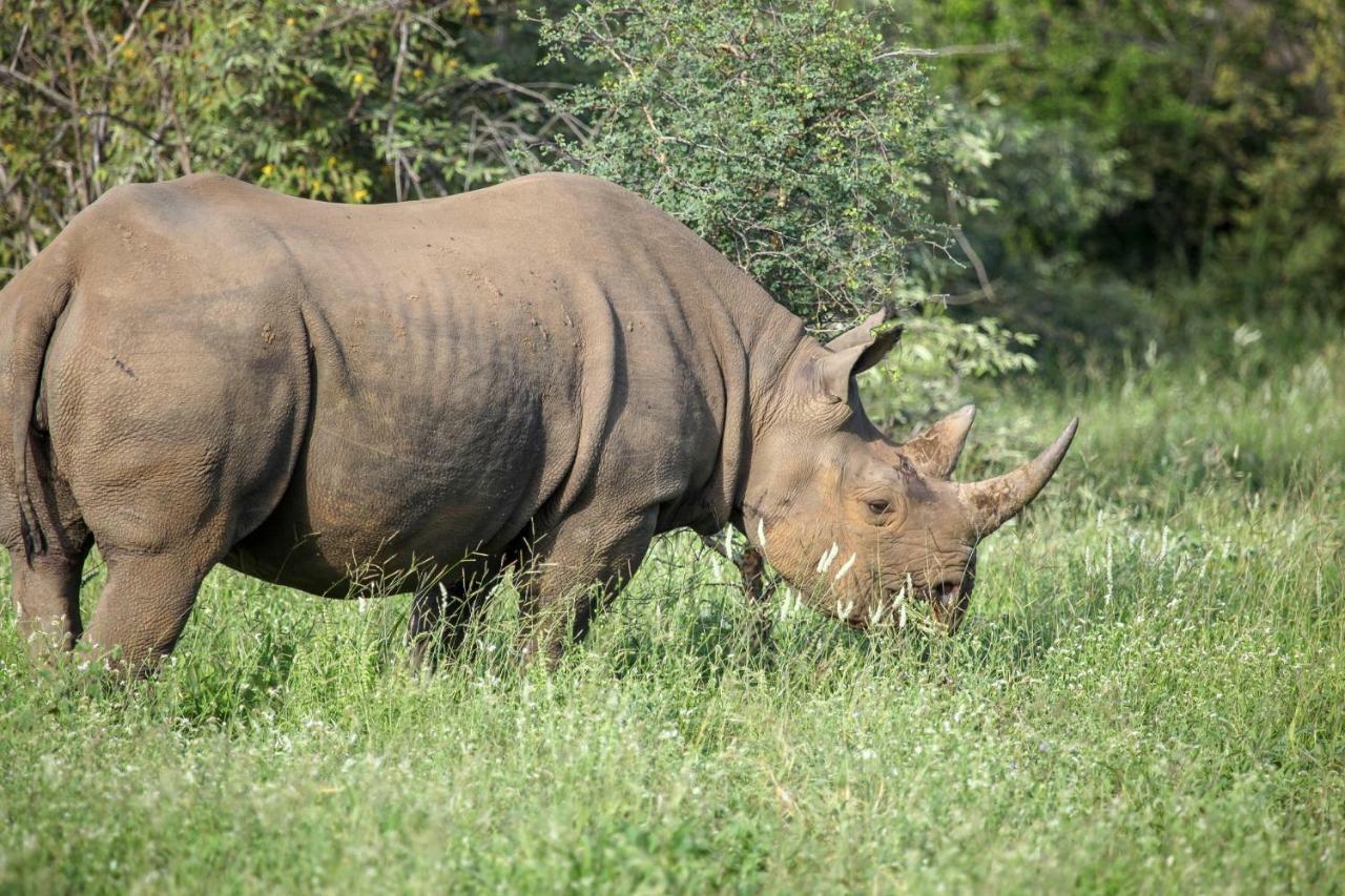 Garonga Safari Villa Makalali Game Reserve Bagian luar foto