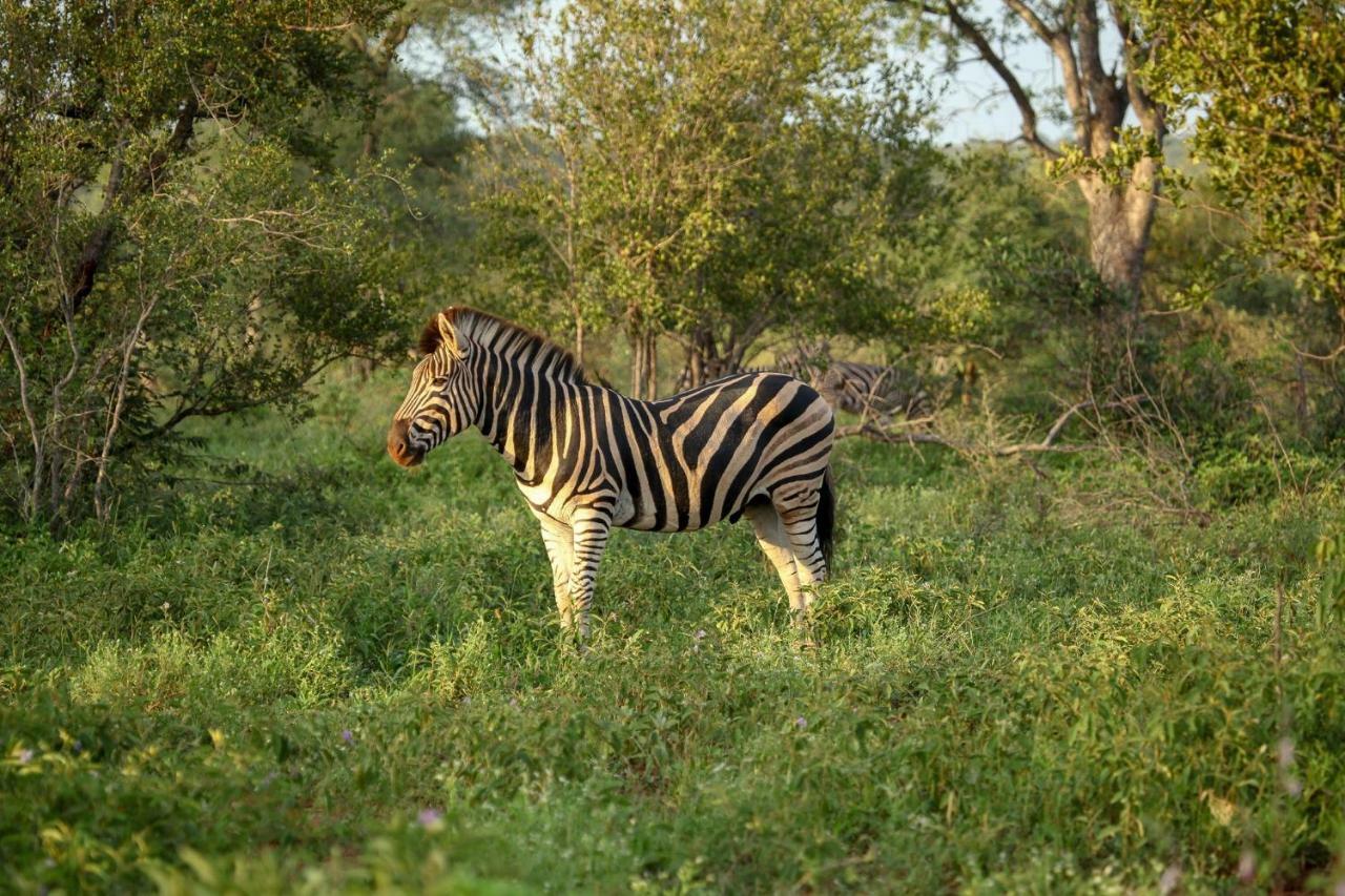 Garonga Safari Villa Makalali Game Reserve Bagian luar foto